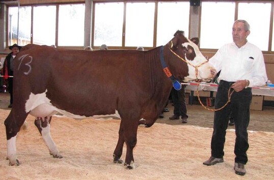 Wendi Gipada: Die Gipadatochter war auf der Verbandsschau in St. M�rgen. Sie war in der Euterauswahl. Einen GZW von 125 und eine Melkbarkeit von 2,04 Gramm pro Minute stehen ihr zur Buche. 