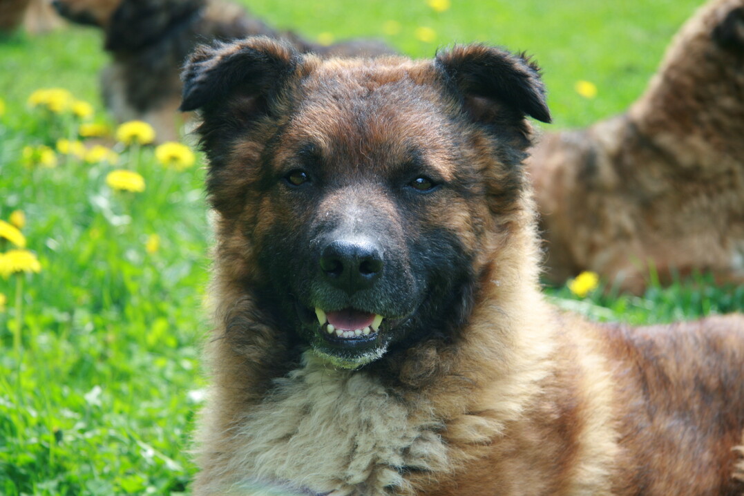 Westerw�lder R�de