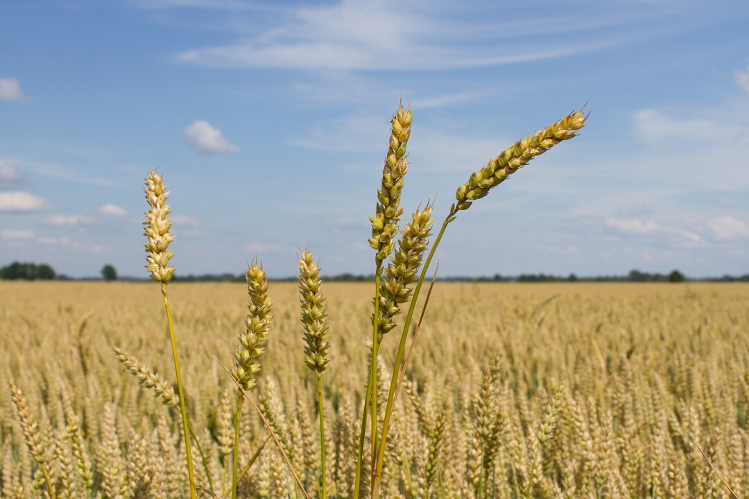 Landwirtschaftliche Flächen sind etwas günstiger geworden.