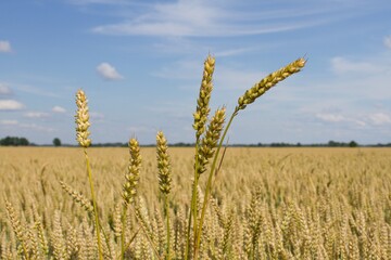 Landwirtschaftliche Flächen sind etwas günstiger geworden.