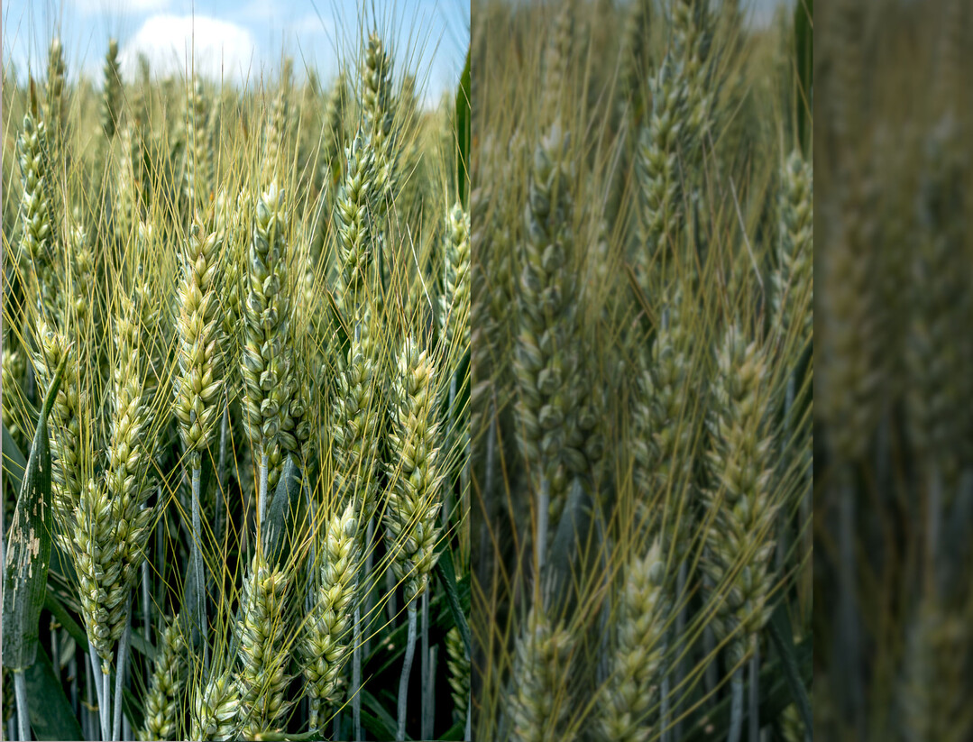 Ein erfolgreicher Weizenanbau beginnt mit der Wahl einer passenden Sorte.