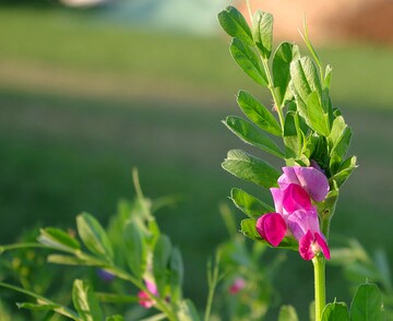 Bl�ten einer Bio-Wicke auf dem �kofeldtagen in Frankenhausen.