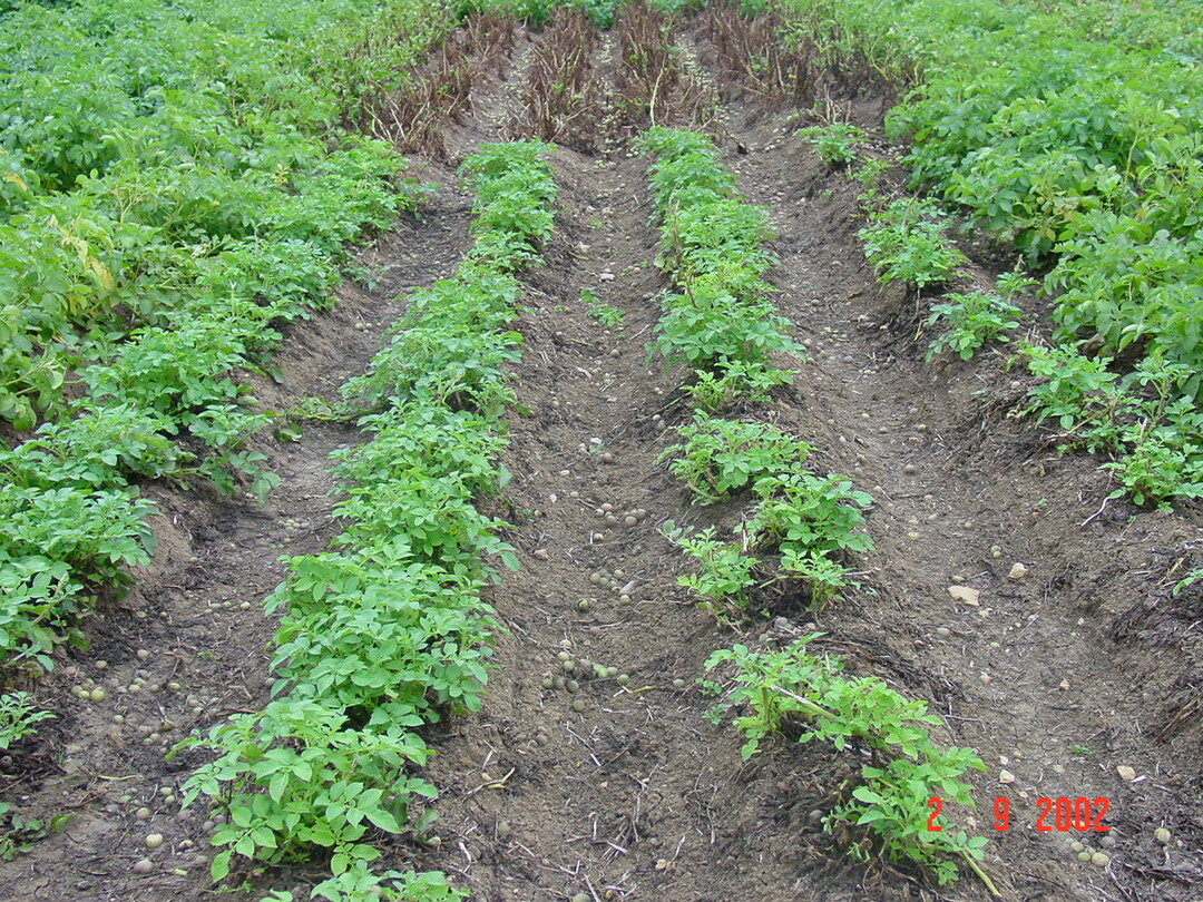 Hier sieht man Wiederaustrieb des Krauts nach zu fr�hem Krautschlagen.