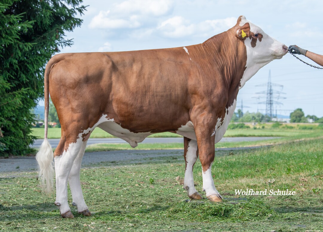 Wigman P bringt als Wiggerl-Sohn aus Vollendet alternatives Blut in die Hornloszucht.