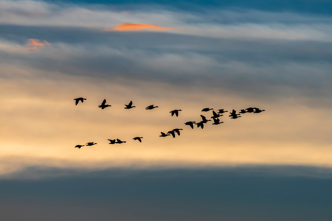 in Argentinien ist die Geflügelpest angekommen. Das Virus wurde erstmalig bei Wildvögeln nachgewiesen.