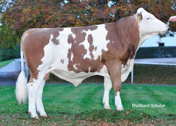 Wilwart (Kie� GbR, Beltersrot) ist mit einem GZW von 137 einer der komplettesten WiIlle-S�hne.