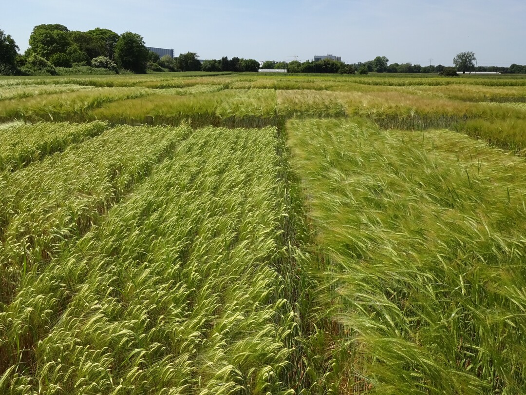 Wintergerste in den Landessortenversuchen im Juni 2023.