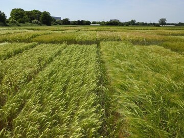 Wintergerste in den Landessortenversuchen im Juni 2023.