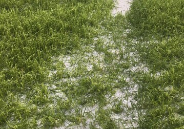 Wintergetreide im Ostallg�u nach einem Hagelschlag.