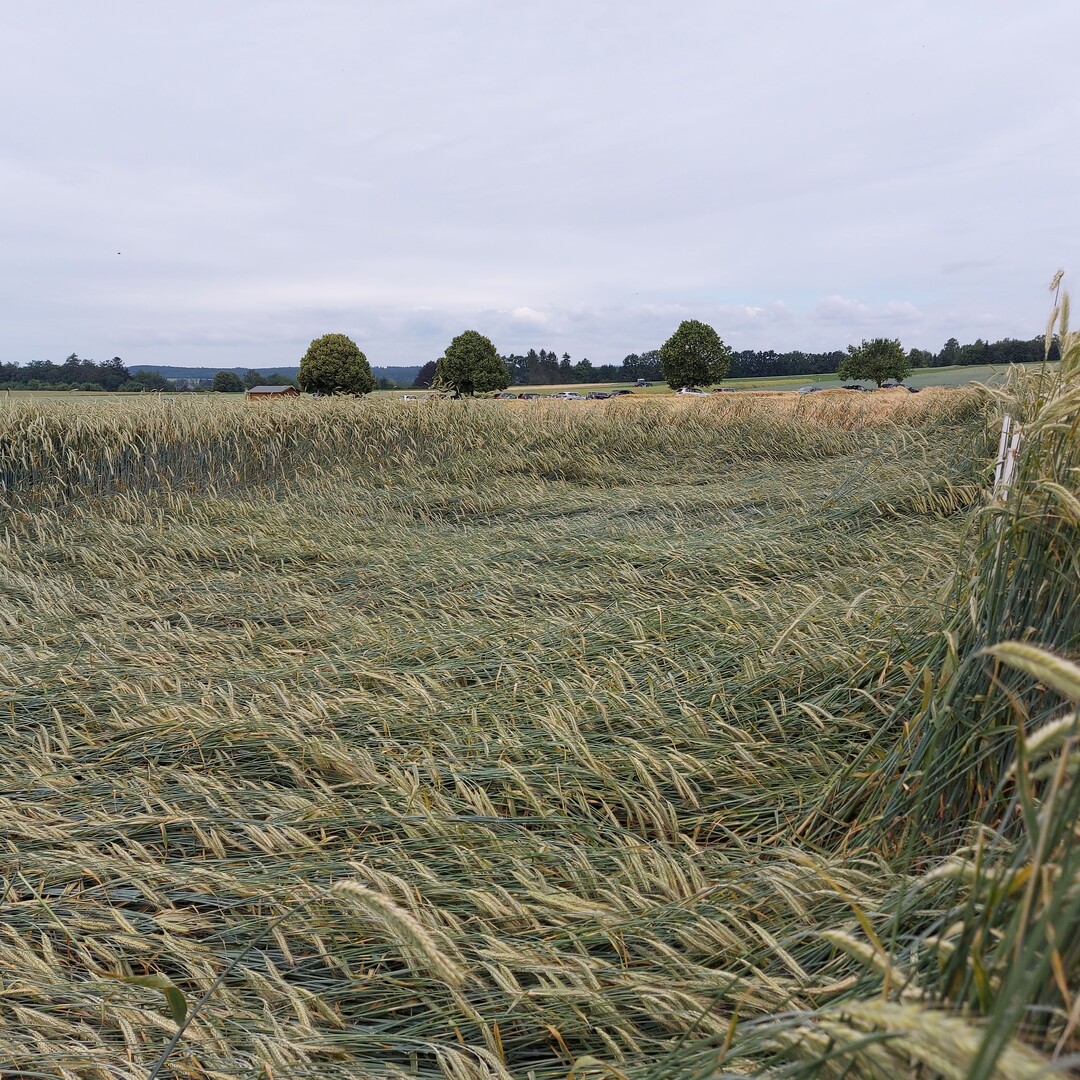 Typisch f�r das Anbaujahr: Winterroggen am Standort Krauchenwies mit Lagerbildung Ende Juni 2023.&nbsp;