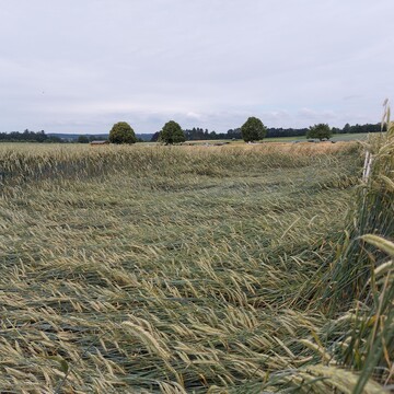 Typisch f�r das Anbaujahr: Winterroggen am Standort Krauchenwies mit Lagerbildung Ende Juni 2023.&nbsp;