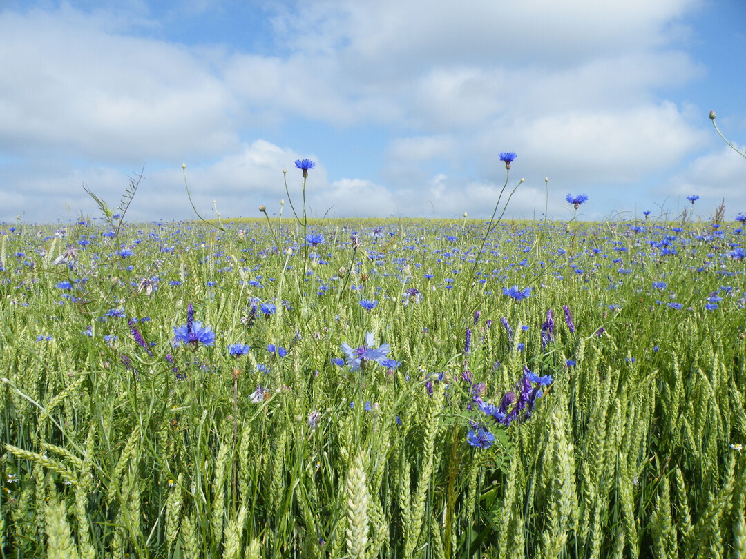 Winterweizen mit Kornblumen