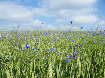 Winterweizen mit Kornblumen