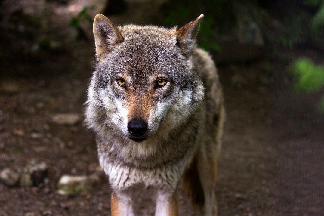 Der Wolf in Bad Wildbad ist schon länger in der Region.