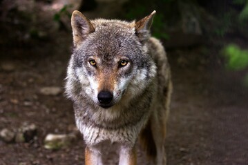 Der Wolf in Bad Wildbad ist schon l�nger in der Region.
