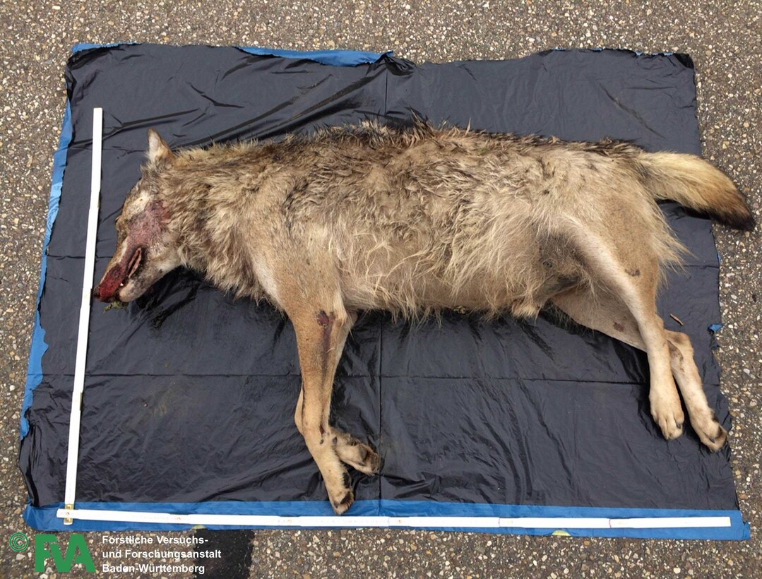 Der an der A5 bei Lahr am 22. Juni 2015 tot aufgefundene Wolfsrüde M53 aus der Schweiz.