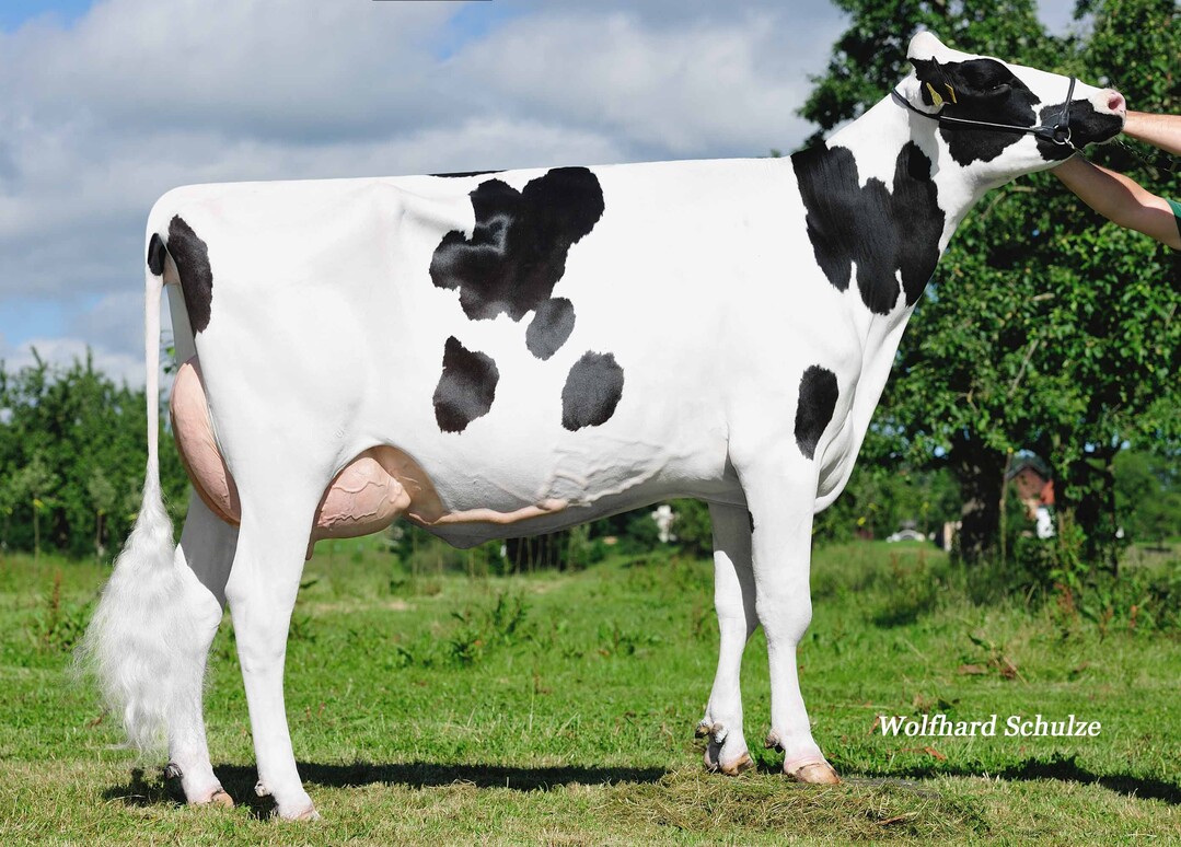Die Gouda-Tochter Wolke wurde von Thomas Bentele in Ravensburg-Adelsreute gez�chtet.