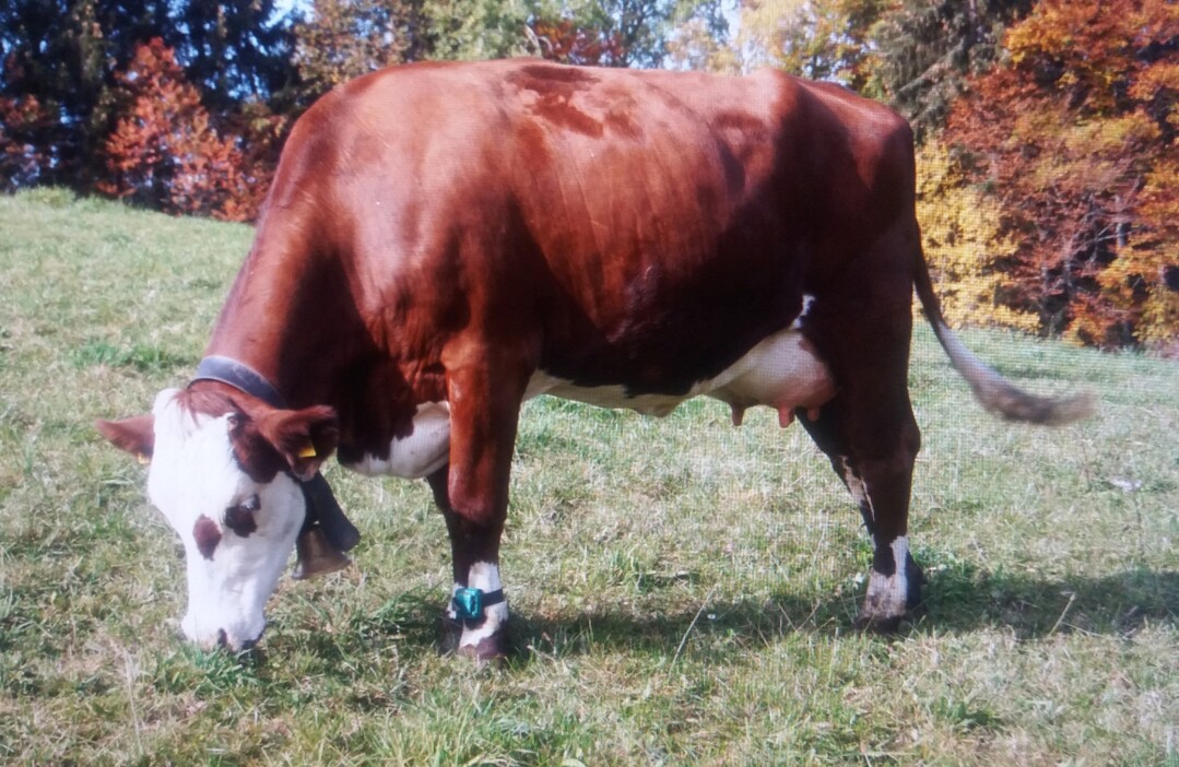 Olefaz ist ein hoffnungsvoller Neueinsteiger bei der Rasse Vorderw�lder. Wolke ist einer seiner besten T�chter. Sie wurde sechs Wochen nach dem Abkalben fotografiert und f�llt durch ihre hervorragende �u�ere Erscheinung auf. Leistungsm��ig �berzeugt sie mit einer Milchmenge von 7436 Kilogramm mit 4,04 Prozent Fett und 3,35 Prozent in 291 Tagen. Ein GZW von 131 und ein MW von 132 sind rar ges�t bei der Rasse. Nat�rlich wurde sie als Bullenmutter eingestuft. Sie geh�rt der Breiteckhof GbR in G�tenbach. Dort stand Olefaz im Deckeinsatz. 