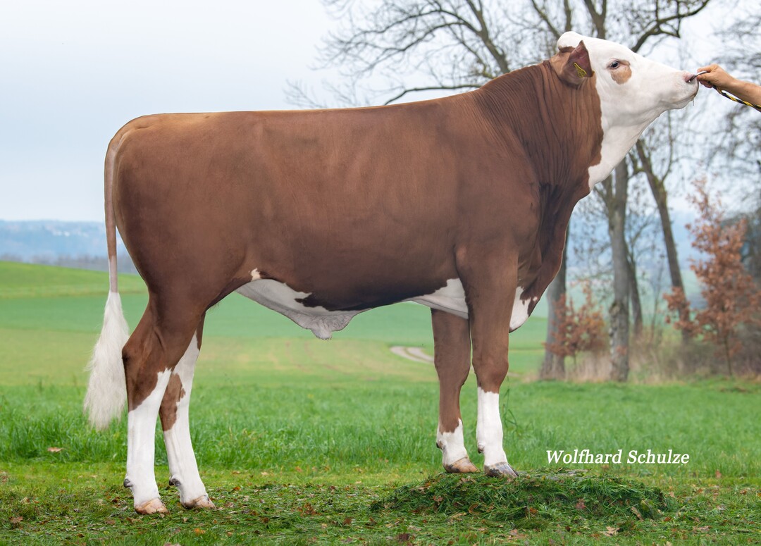 Wyatt, der höchste Wunderling-Sohn auf der aktuellen Topliste, wurde von der Sonnenhof GbR in Künzelsau gezüchtet.