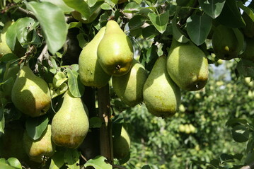 Mit Xenia� hat der Birnenanbau in Deutschland an Schwung gewonnen.