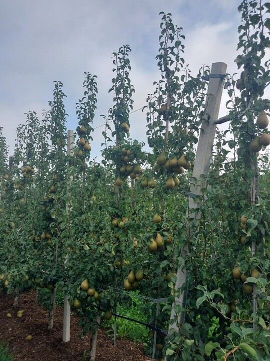 Xenia� kann als klassische Spindel oder wie hier im Bild als Zweiasthecke erzogen werden.