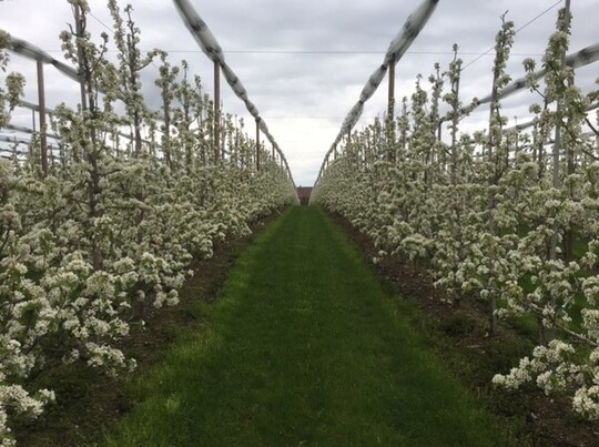 Die Sorte bl�ht sehr fr�h, in etwa mit Alexander Lucas, was sie etwas anf�llig f�r Bl�tenfr�ste macht. Bei st�rkeren Frostsch�den ist nach Anwendung von Gibberellinen dennoch ein guter Ertrag m�glich.