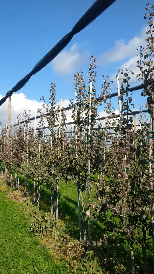 Rotlaubigkeit im Herbst ist ein erstes Indiz f�r das Auftreten von Birnenverfall.