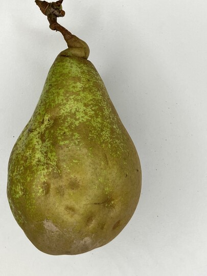 Der Befall durch Schadwanzen bereitet im Birnenanbau zunehmend Probleme. Deformierte Fr�chte infolge einer Saugt�tigkeit der Schaderreger sind nicht vermarktbar.