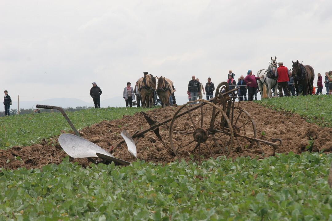 Bei den offenen Landesmeisterschaften der Gespannpfl�ger in Baden-W�rttemberg gingen zehn Teilnehmer bzw. Mannschaften an den Start.