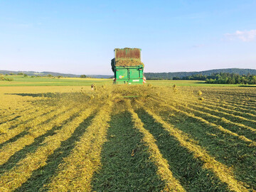 Auf 3,5 ha baut Familie Kraul Kartoffeln unter einer sch�tzenden Mulchschicht an.