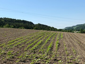 In der Mitte erfolgte keine Behandlung mit Zako, w�hrend rechts und links mit Zako behandelt wurde. Sonnenblumen auf behandelten Fl�chen weisen Pflanzenausf�lle bis �ber 70 Prozent auf und stellen im Regelfall einen wirtschaftlichen Totalschaden dar.