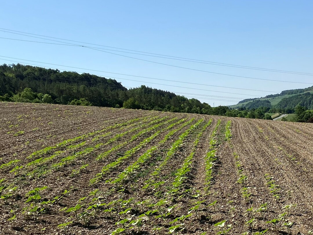 Schäden durch Zako an Sonnenblumen.