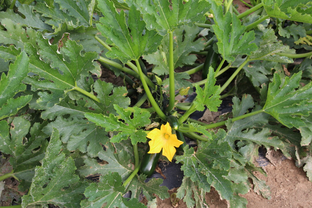 Enza Zadens neue Zucchinisorte Keesha stachelt deutlich weniger als andere Sorten. Das verringert die Gefahr von Hautirritationen bei der Ernte und erhöht den Anteil an Klasse I Früchten.