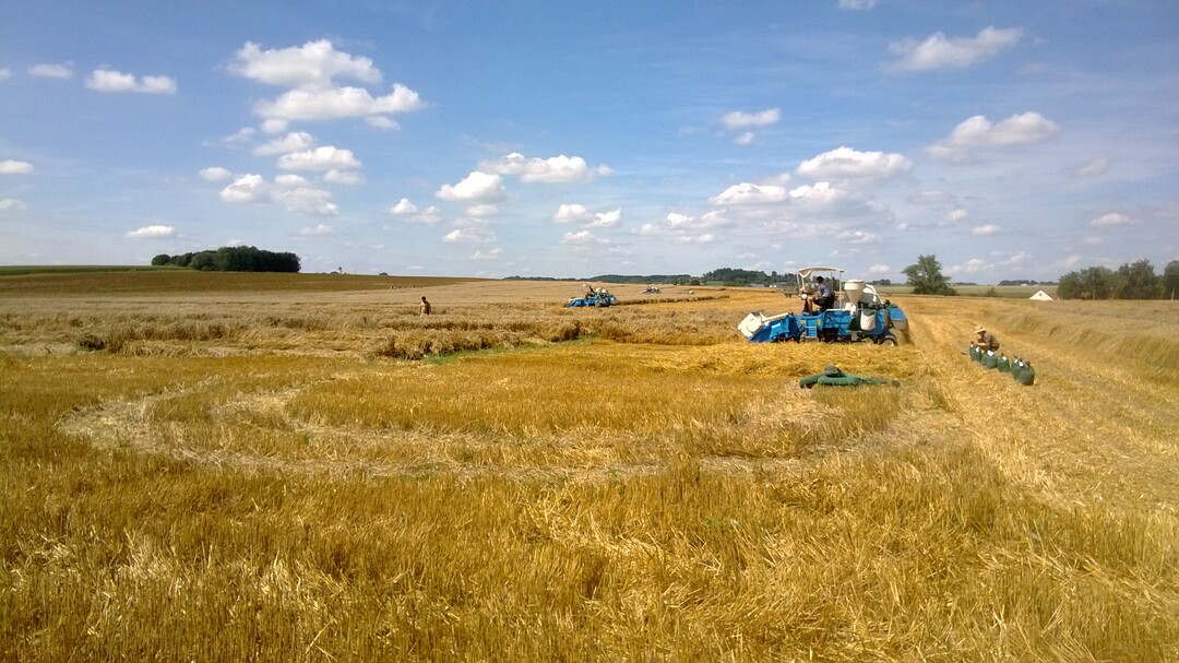 Zuchtgartenernte in Feldkirchen