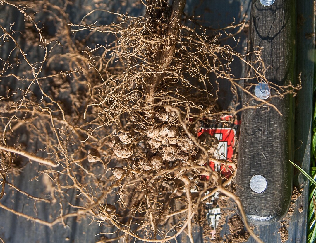 Knöllchen an den Wurzeln sind ein gutes Zeichen für eine funktionierende Rhizobien-Symbiose.