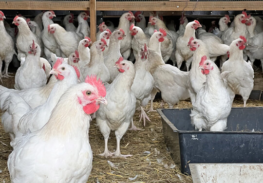 Der Verband Naturland untersucht zusammen mit der Universit�t Hohenheim, wie man in Baden-W�rttemberg eine regionale Wertsch�pfungskette f�r das Zweiwerthuhn aufbauen und gestalten k�nnte.