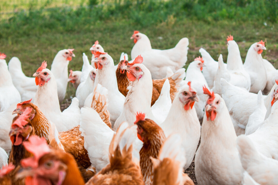 Der Tag des Zweinutzungshuhns fand erstmalig am 22. Januar 2022 statt.