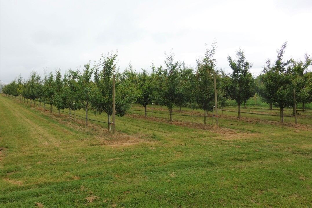 Um den wachsenden Ansprüchen seitens der Produzenten und Konsumenten gerecht zu werden, sind neue, verbesserte Sorten und Unterlagen gefragt. Erst wenn eine Neuheit in der Prüfung besticht, sollte der Anbau in der Praxis überlegt werden.