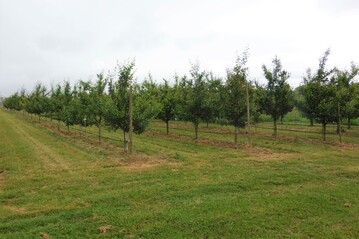 Um den wachsenden Ansprüchen seitens der Produzenten und Konsumenten gerecht zu werden, sind neue, verbesserte Sorten und Unterlagen gefragt. Erst wenn eine Neuheit in der Prüfung besticht, sollte der Anbau in der Praxis überlegt werden.