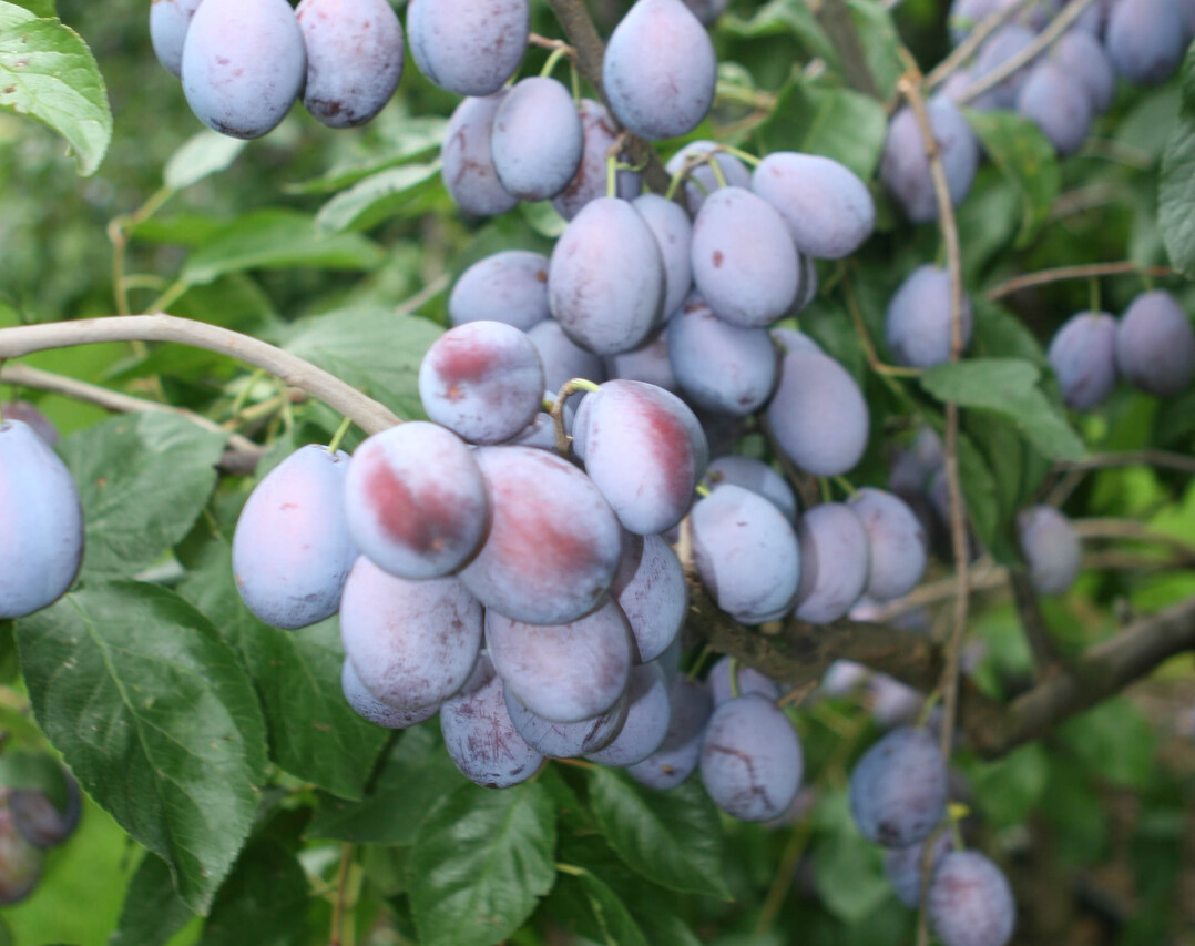 Jetzt haben die Blauen wieder Saison. Rund ein Kilo verzehrt jeder Deutsche pro Jahr. 
