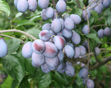Jetzt haben die Blauen wieder Saison. Rund ein Kilo verzehrt jeder Deutsche pro Jahr.