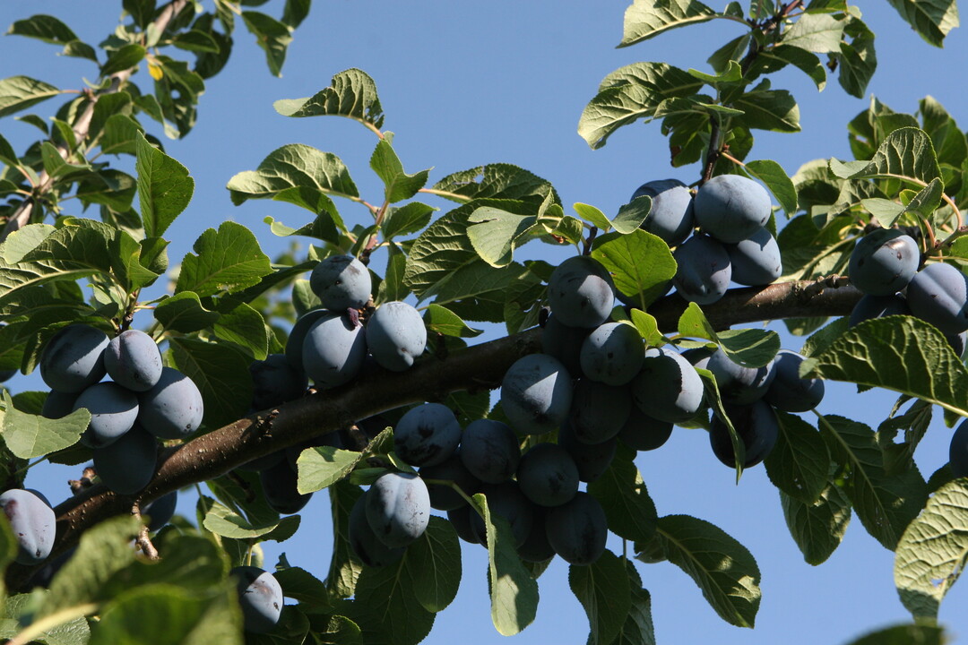 Die Zwetschgenernte ist - wie alle �brigen Fr�chte auch - in diesem Jahr gut ausgefallen. Auch die Qualit�t hat gestimmt. Nur die Fruchtgr��e litt bei manchen Sorten aufgrund des hei�en und trockenen Sommers. 