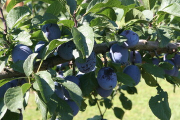 Pflaumen und Zwetschgen gibt es in reicher Vielfalt. Rund 2000 Sorten sind heute bekannt.