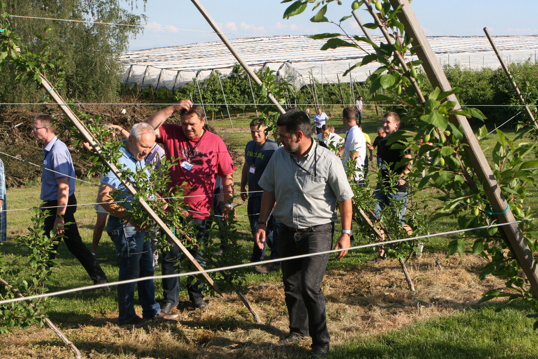  Im Jahr 2016 gepflanzte Zwetschgen in Schr�ghecke auf dem Betrieb