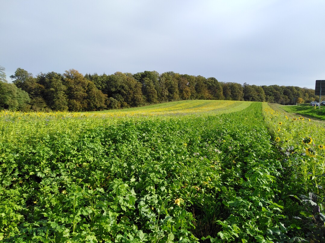 So sch�n sieht das Versuchsfeld aus. Viele Zwischenfruchtmischungen reihen sich nebeneinander auf.