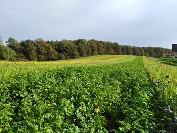 So sch�n sieht das Versuchsfeld aus. Viele Zwischenfruchtmischungen reihen sich nebeneinander auf.