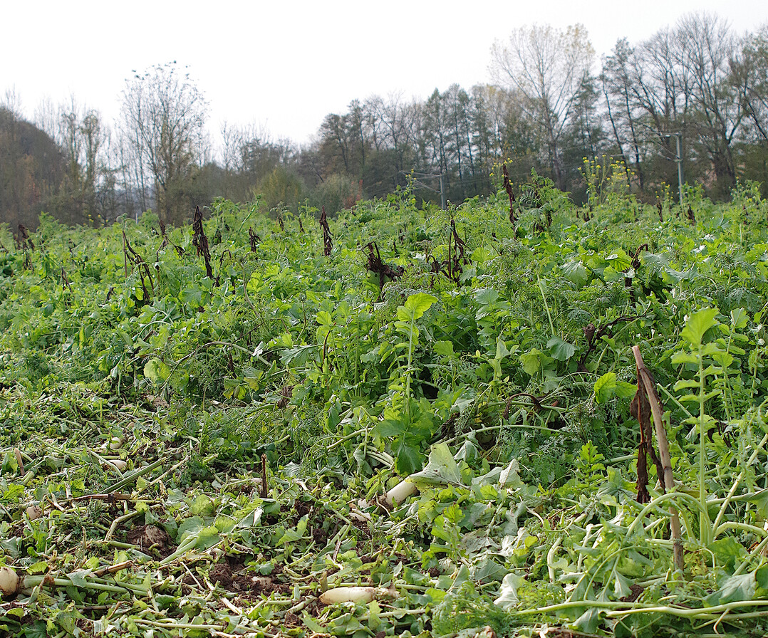 Zwischenfr�chte sch�tzen nicht nur Stickstoff und Phosphor vor Auswaschung.