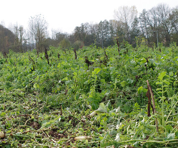 Zwischenfrüchte schützen nicht nur Stickstoff und Phosphor vor Auswaschung.